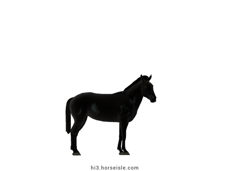 Java Pony Sooty Sable Black Coat
